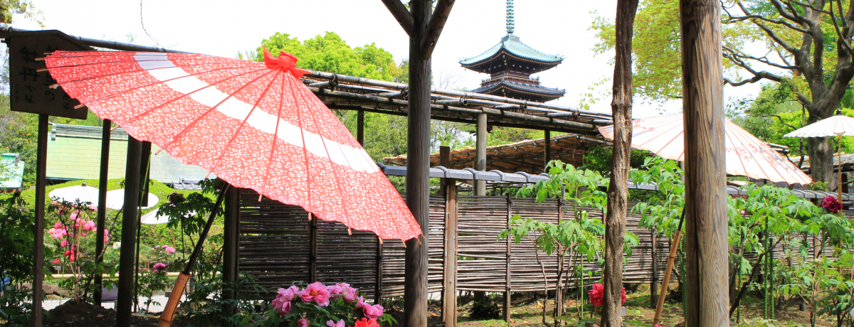 O~]ˏ̐I쓌Ƌ{ڂ񉑁Et̂ڂ