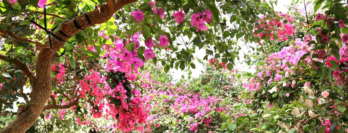 ��쉷�򏗎q�����f���R�[�X ���{�O������̓��ŏ��𖁂��I