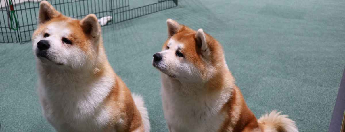 uHc̗vƂɂHcIىwOX|bg