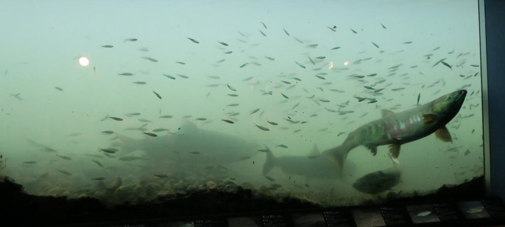 ̈ꐶ܂킩IVuC{فv͓{ŏ̍