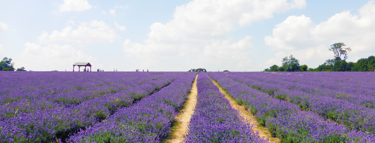 hAōsIu₩ȕO郉x_[t@[