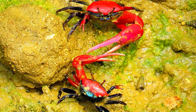 {Óő̃}O[uсIKŃqM_}VԂJjό