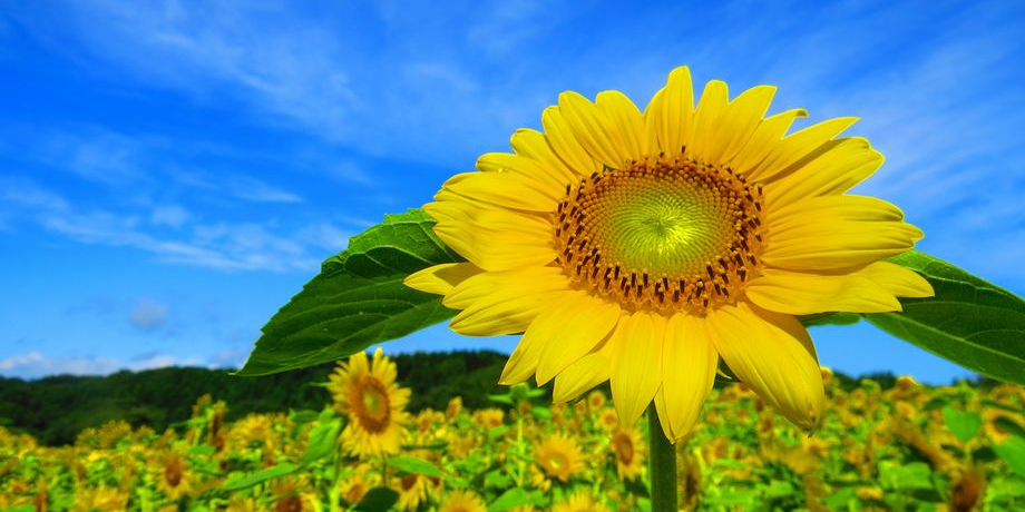 ̂Ђ܂QOO{IXˎs싽kő勉