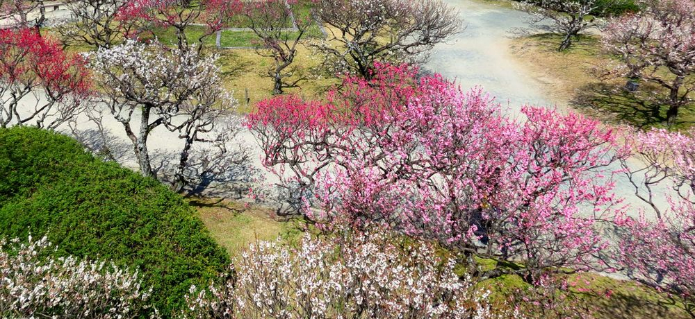 Ȕ~̌ǂuՁv͐Ί_ƍg̐E