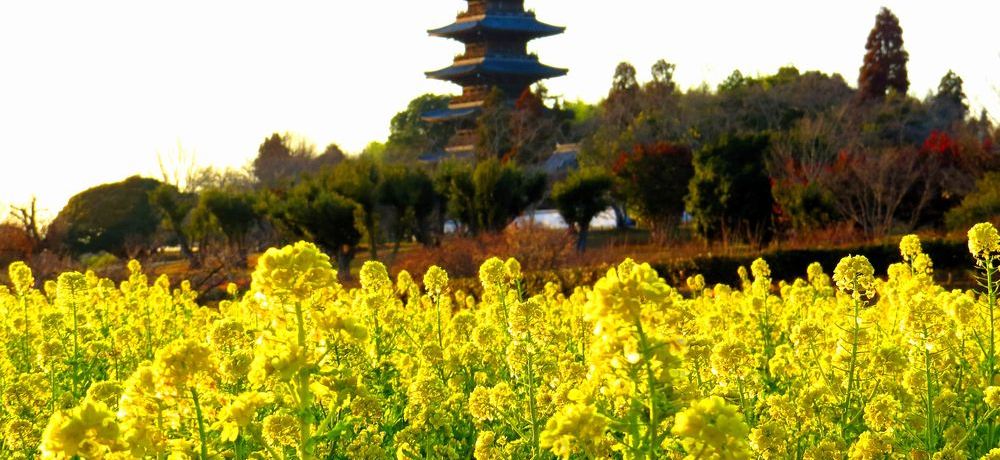 RЊό͔ō؂̉ԁA[zACgAbv