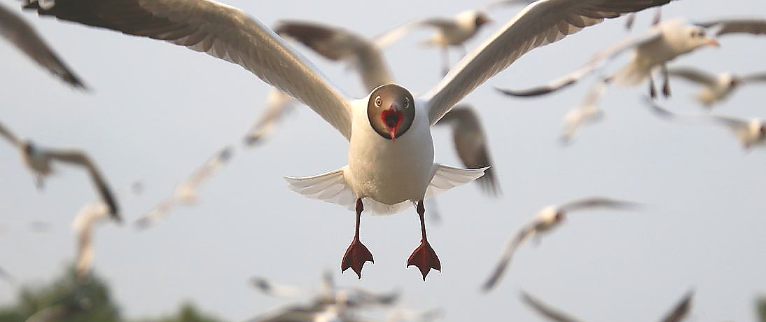 J̑QłI^CETbgv[J[̃ov[ۗ{n