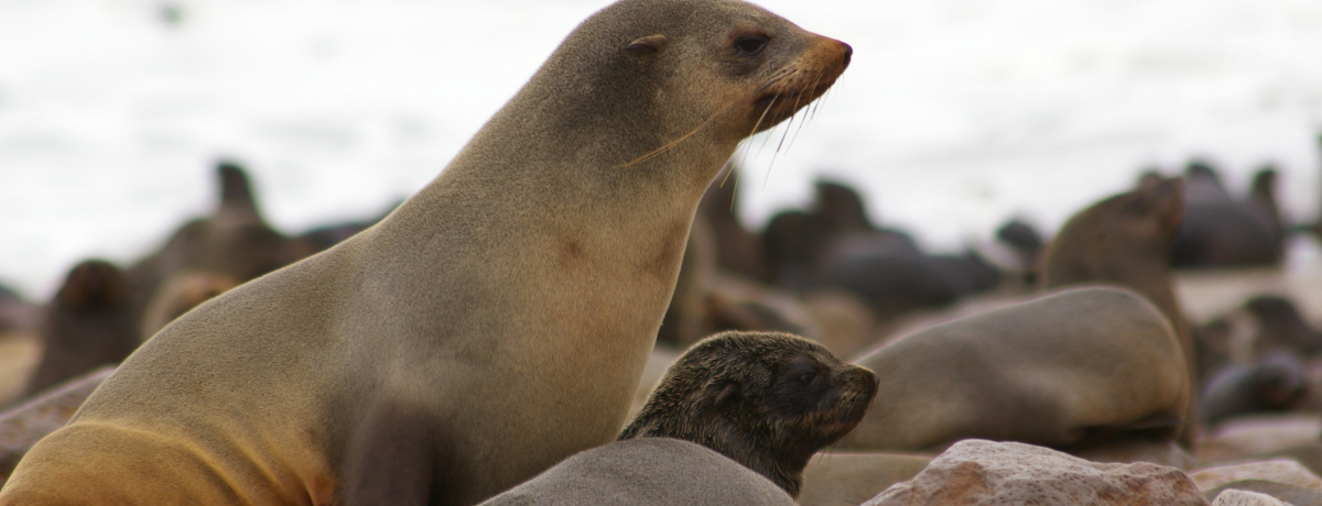 ���E�ő勉�̃I�b�g�Z�C�̐����n�I�i�~�r�A�u�P�[�v�E�N���X�v�͂܂�ŃI�b�g�Z�C�̊y��