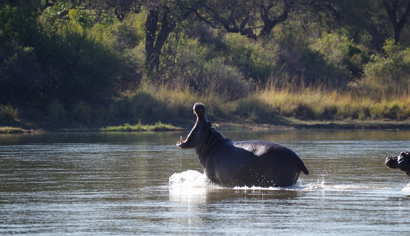 JoɁIi~rAu}nO Tt@ bWvŒHN[Y