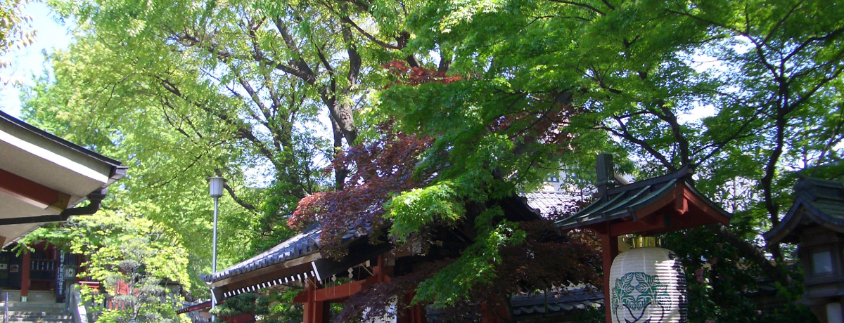 Ivwa̓񖔑卪EғRVi܂܂傤łj