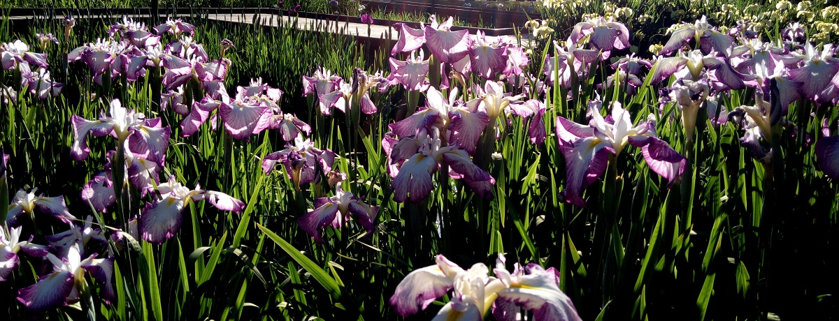 ���z�̓���������Ȃ��I�����L�O�����̏Ҋ��̉Ԃ�����