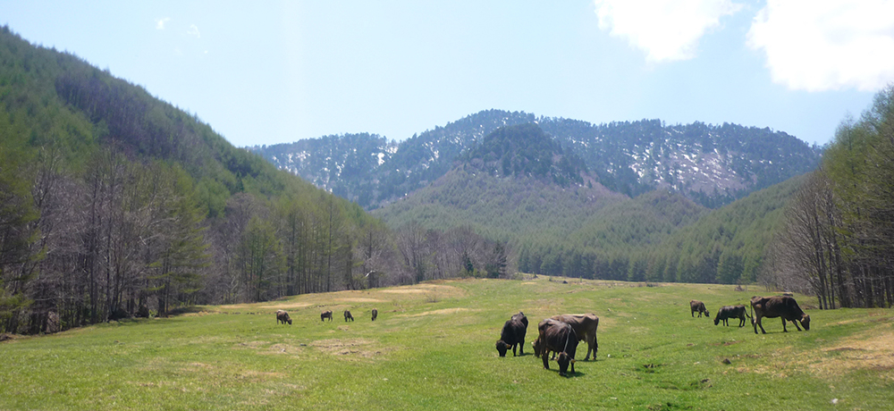 kAvX̋CƋɖ키ɏ`[YIuq`[YH[v