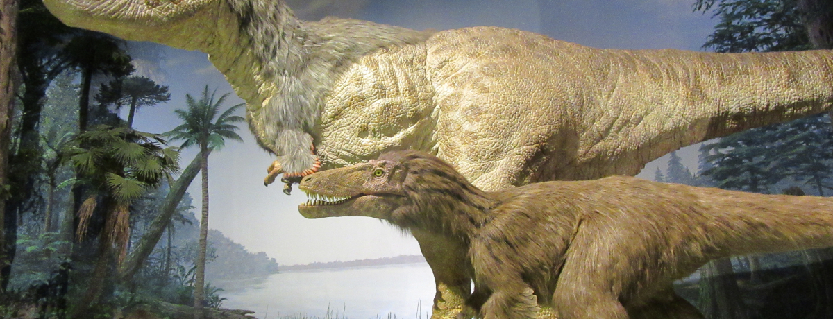 VoI唗͂̋ɉɍsI錧R