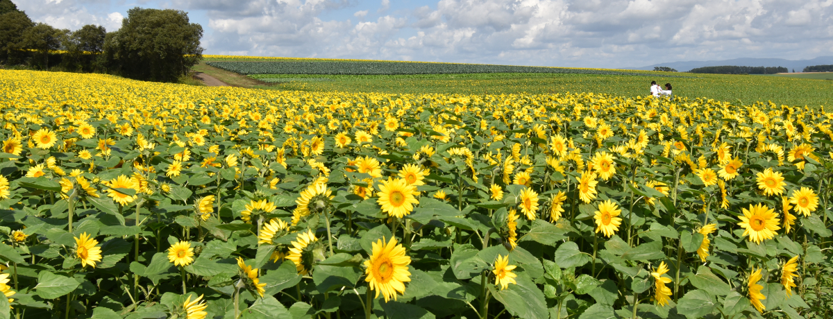 9���`10���ɂЂ܂�薞�J�I�k�C���u�p���b�g�̋u�v