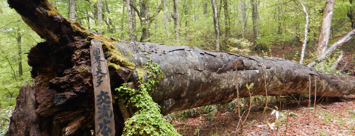 �u���R��s�E�����������v���E�Ɍւ�u�i�Ɉ͂܂ꂽ���l�X�R �G�R�p�[�N