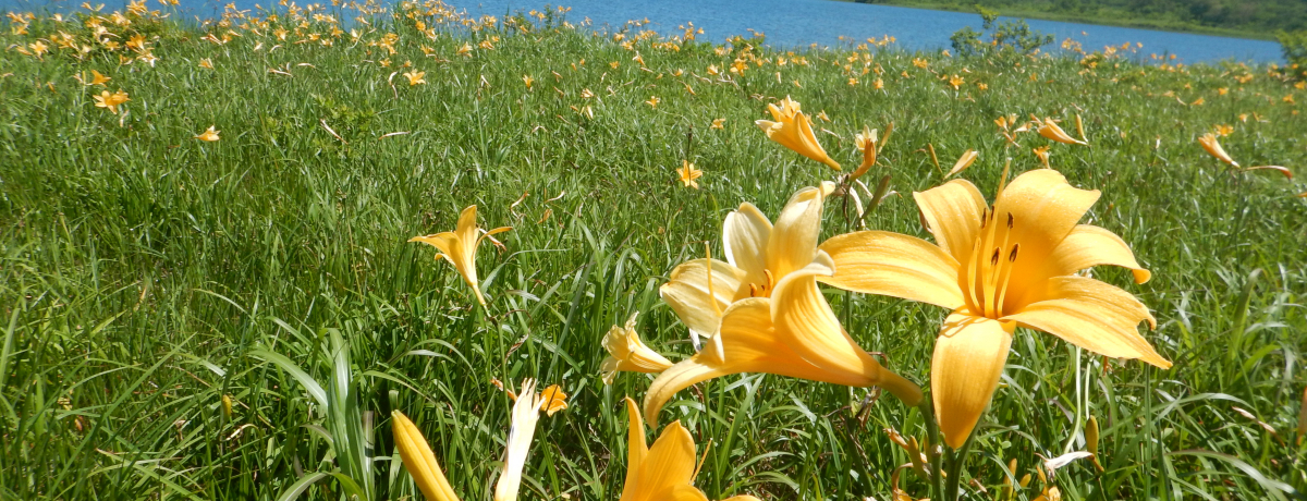 �Y�����i�������k�������j�Ŏ��������F�ɍʂ�j�b�R�E�L�X�Q