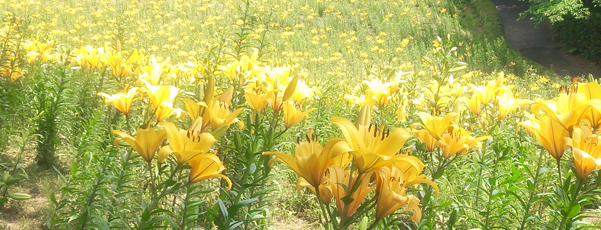 �R���؂ɍ炭�����[�͌������Ȃ�!!�����̉��i�É����܈�s�j