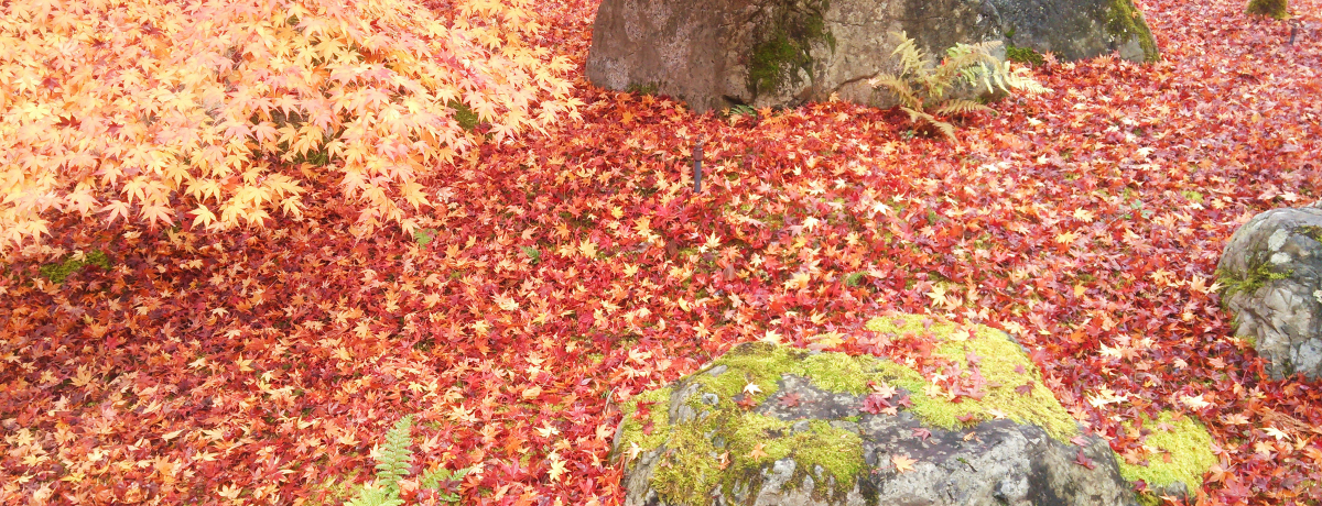 ܂Ő^Ԃɐ܂g݂̉iϓhsuTюv