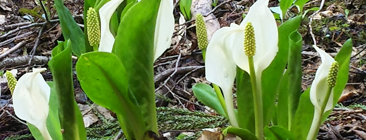 ~YoVȄn̉ԁXIsy mcӎU