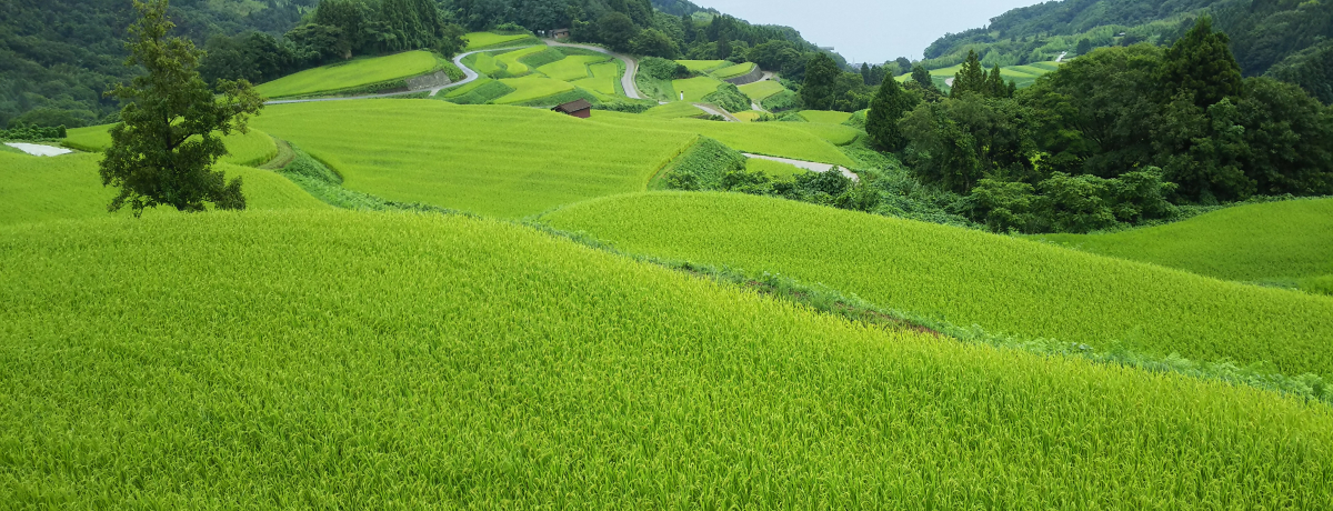 VEn܂邲ƖiInR猊̐iEIc܂