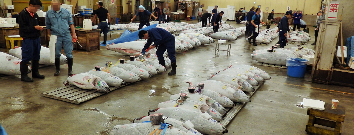 ���܂Ō�����H�����u�z�n�s��v�Ń}�O���̃Z�����w