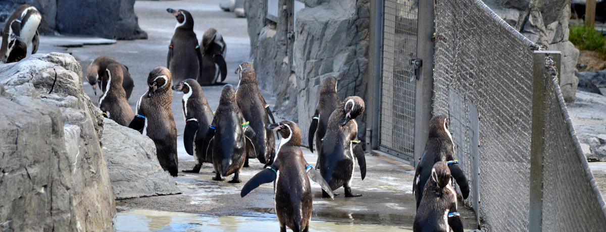 ���w���ȉ������I�s��������u�����ՊC�������v�̓y���M���V���ł��������I