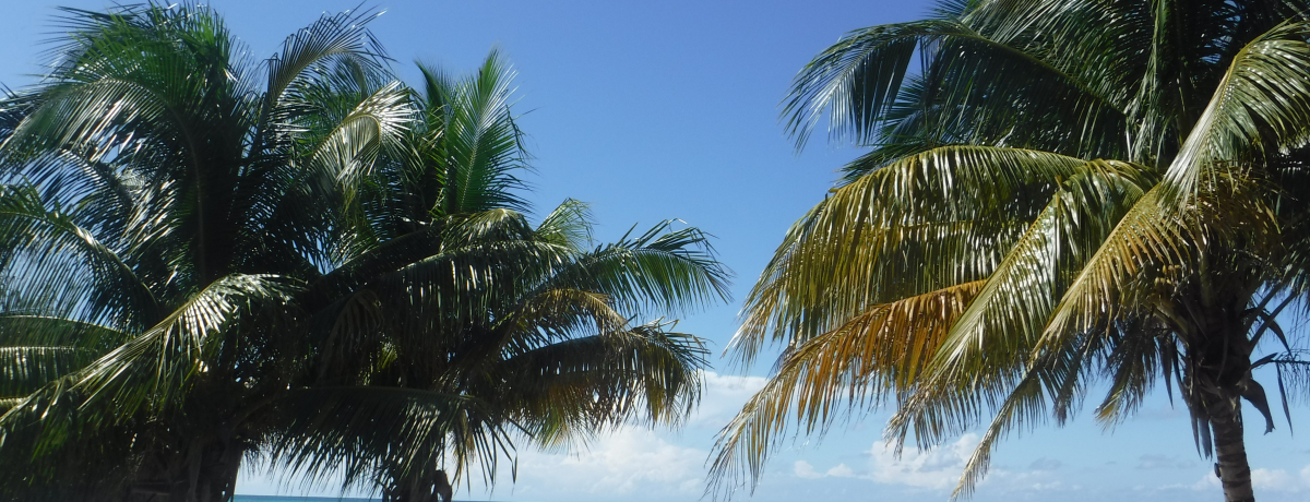 ���ꂼ�J���u�C���]�[�g�I�u�L���[�o�v���f�̃r�[�`�S�I