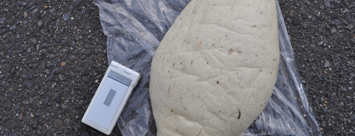 W{pɃJjɃJ}LH啪E򂪖ʔ