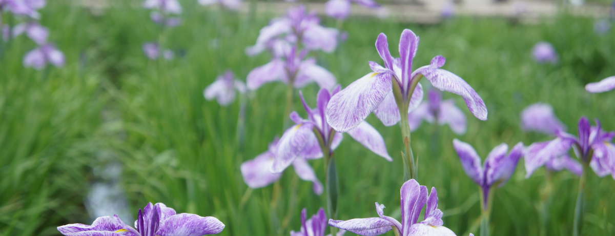 �������i����I���āA�ԏҊ����炫�ւ铌���E�����R�s�́u�k�R�����v�ŁA���������ƍD���ɂȂ�I