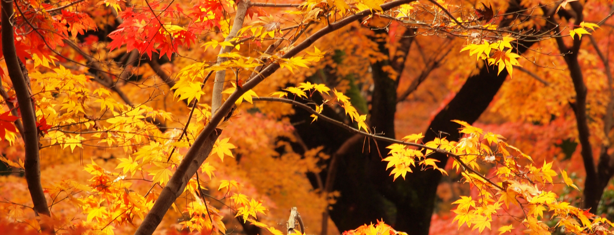 ��ʂ̍g�t�����u���ю��v�́A�S������鎩�R�Ɨ��j�̎U����