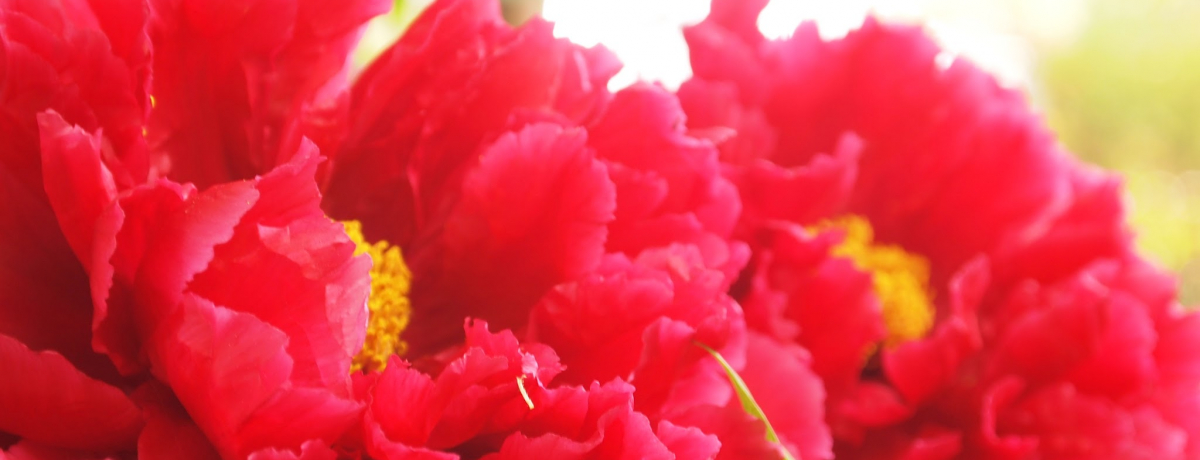 ̎̓RRI쓌Ƌ{ڂ񉑁ut̂ڂՁv͋ɏ̉₩