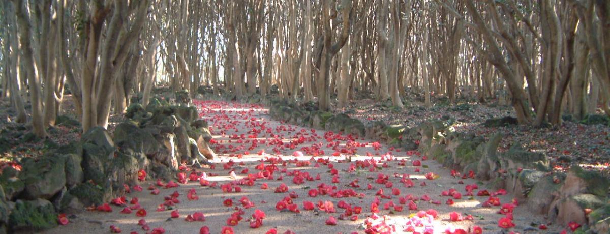 ���u�c�o�L��2��5��{�I���s�u�}�R�֌Q���сv�ő��t���Ԍ�