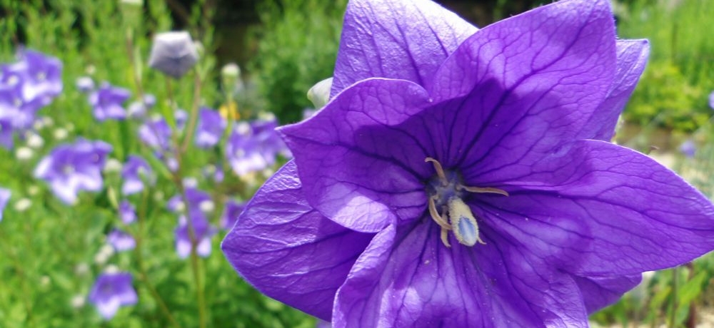 {ő̂傤EÉXuvԂ̌͏āI