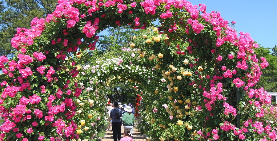 �S�����̈قȂ閣�́I�l���΁��l���s���Ŗ��f�̃o�����߂���