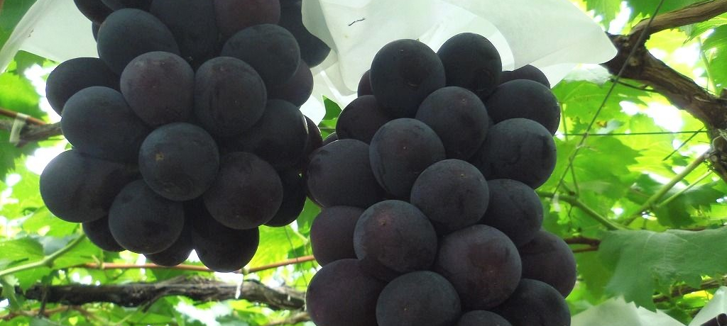 lEscńuԂǂv̓sI[lQԐHוI