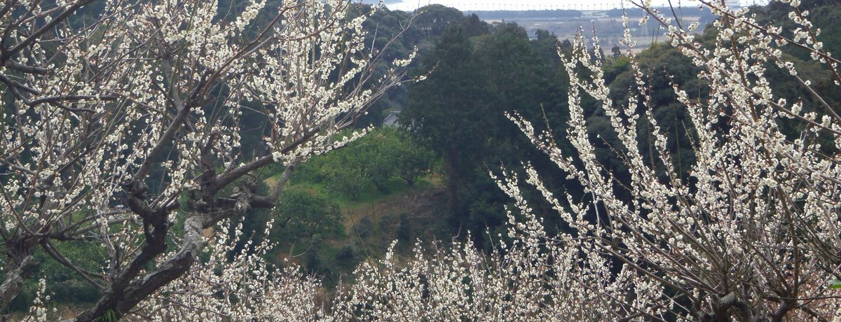 �l���΂����]�I���l���΁u���y���v�~�̃g���l��