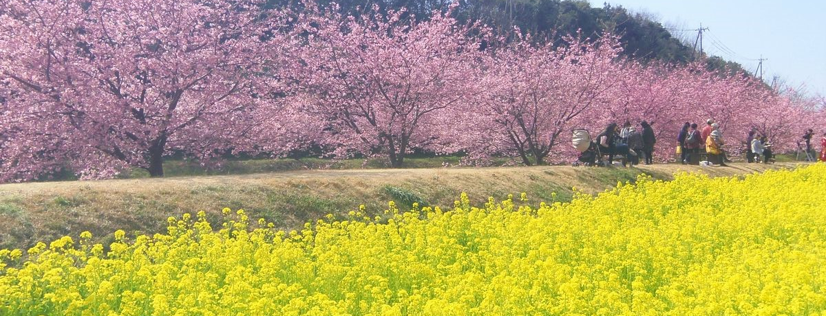 �l���Ŋy���މ͒Í��~�؂̉ԁI����R�ƍ���̉͒Í�����