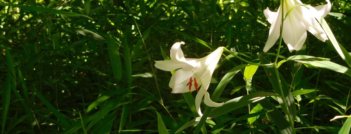 ޗǂ̌̉Ԗua؊فv͈̌NIɃTT