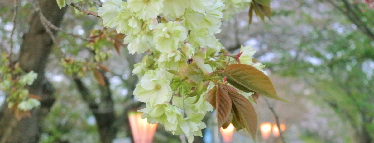 AIuOvŉԂт܂ŗΐF̍\I