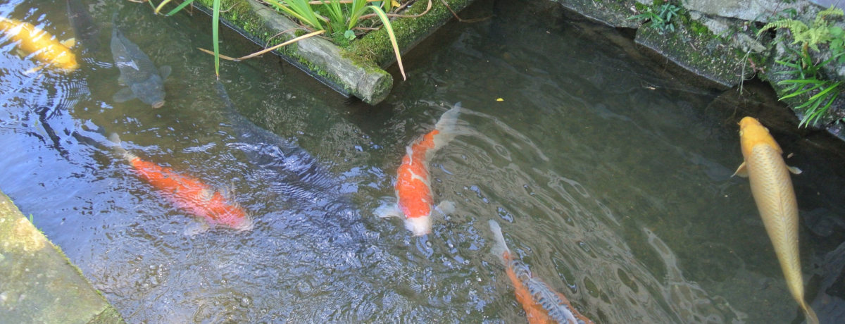優雅に鯉が泳ぐ島根「殿町通り」で大人の町ブラを楽しもう！ | 島根県 