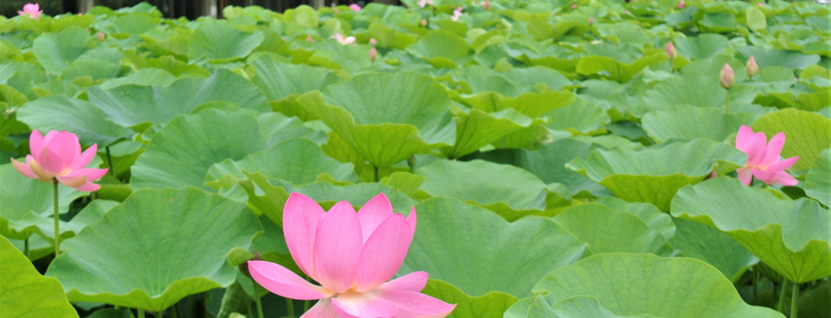 �_��̌Ñ�n�X�͕K���I�o�_�u�r�_�J��Ձv�ŏ��Ă̕����̊�