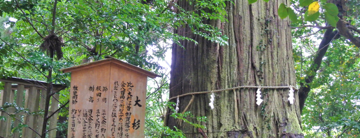 �_���ȑ吙�͕K���I�o�_�u�{���_�Ёv�͓��{���w�̃p���[�X�|�b�g