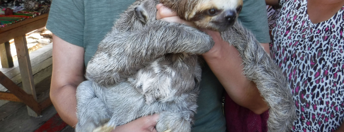 �A�}�]���̂��킢�炵�������������ڂ̑O�ɁI�u���W���E�}�i�E�X�ŃW�����O���{�[�g�c�A�[��喞�i�I