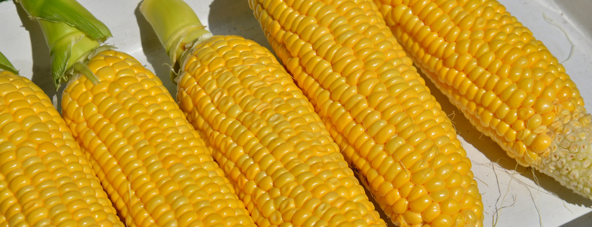 ̒łƂ낯阥用̃t[c܂ŁI[̏{KubƊۂ!!