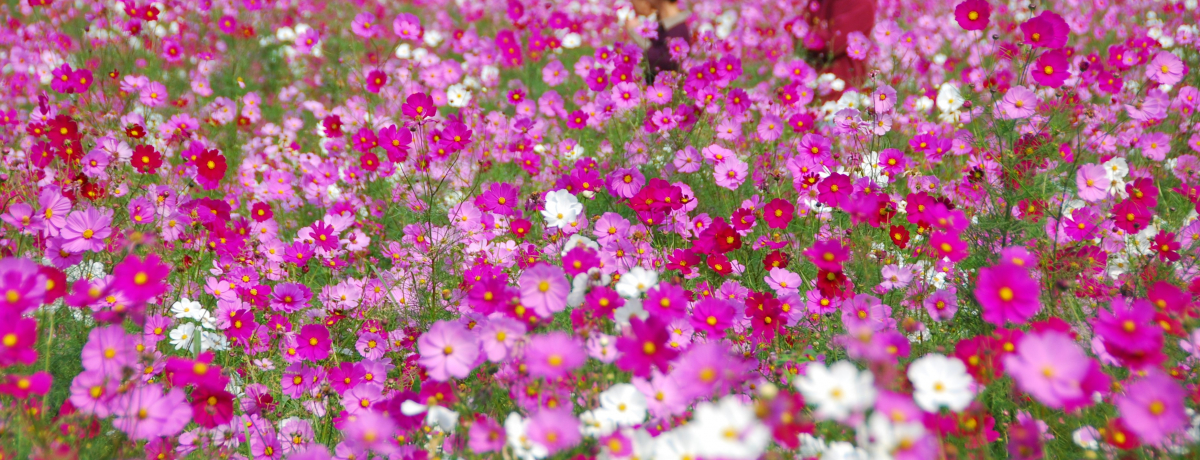 {u͂܉Ԃ̍v100{̃RXXƃ[낤