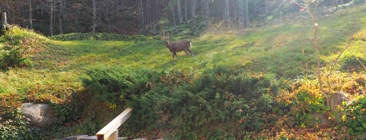 �A���������I���g�����킢�������u�f�����򒆑����v