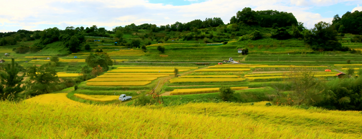 H͋F̒IcIޗǁÉuv