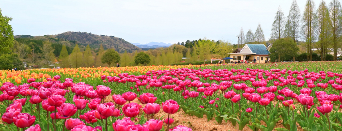 LEu`[bvՁvSNSfJtP[VI