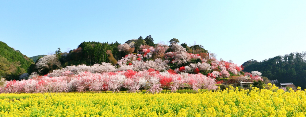 ���F���C�ƃs���N�̓��I�t�̍��m�u����ԍՂ�v�Ő�i�Ԍ�