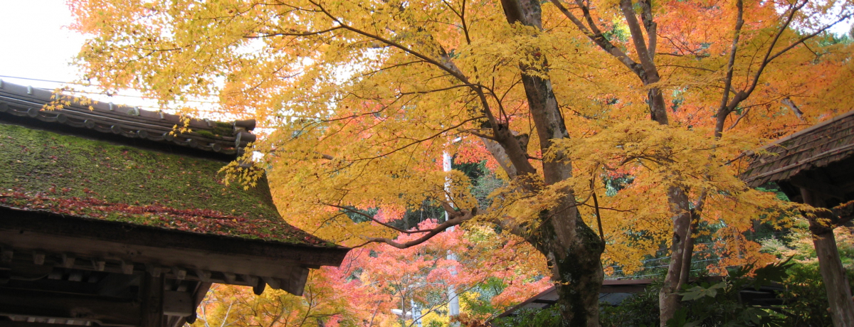 �g�t�ōʂ��鍑��E�Γ�O�R�i���ꌧ�j�߂���I