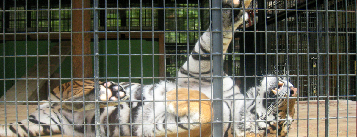 OdɂuRveqŖISIɂی쓮̖̏